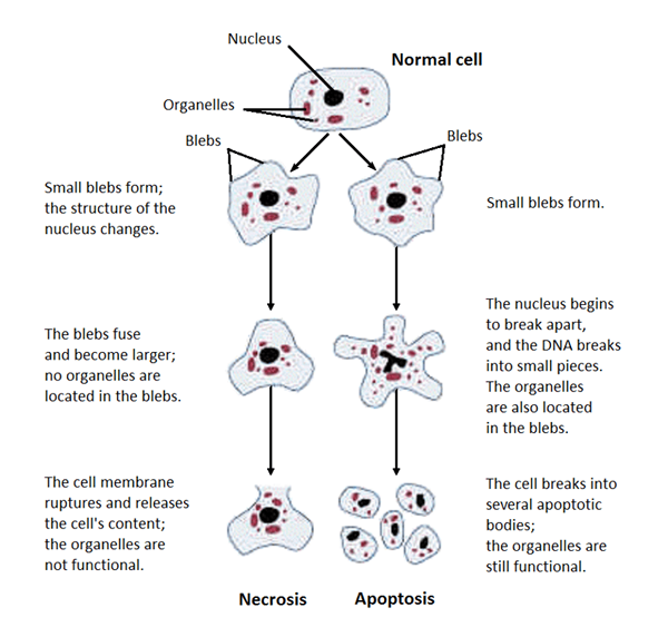 Différence entre la cytotoxicité et la génotoxicité