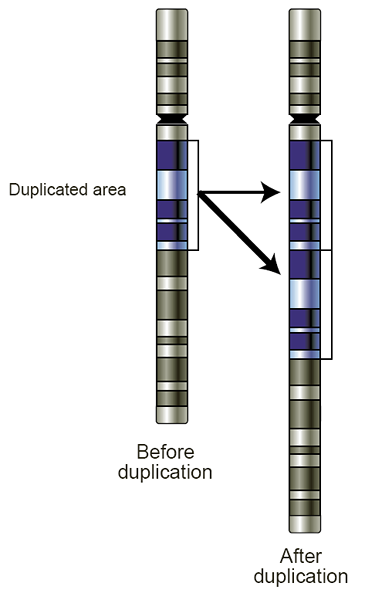 Unterschied zwischen Deletion und Duplikation von Chromosom