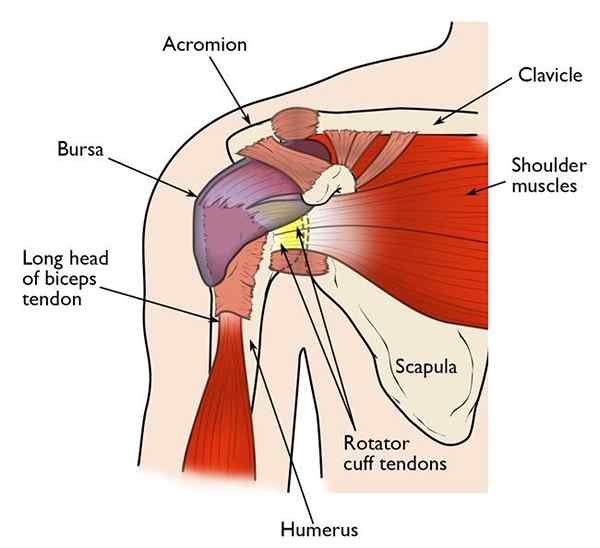 Perbedaan antara deltoid dan manset rotator