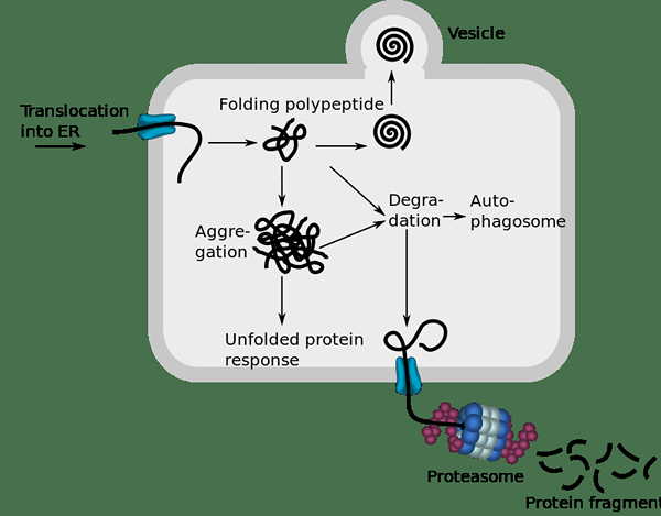 Perbezaan antara denaturasi dan kemerosotan protein