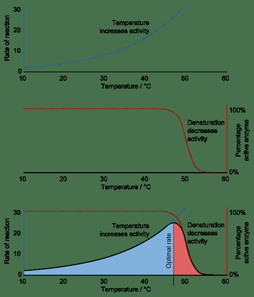 Différence entre les protéines dénaturées et non dénaturées