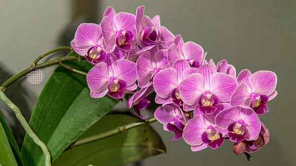 Unterschied zwischen Dendrobium und Phalaenopsis Orchideen