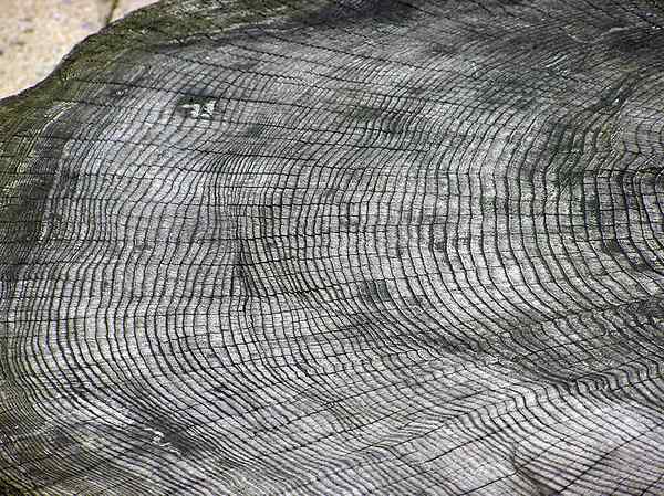 Perbezaan antara dendrochronology dan dendroclimatology