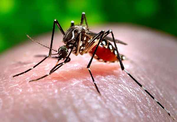 Perbedaan antara nyamuk demam berdarah dan nyamuk normal