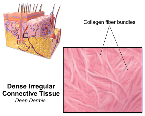 Différence entre le tissu conjonctif irrégulier régulier et dense