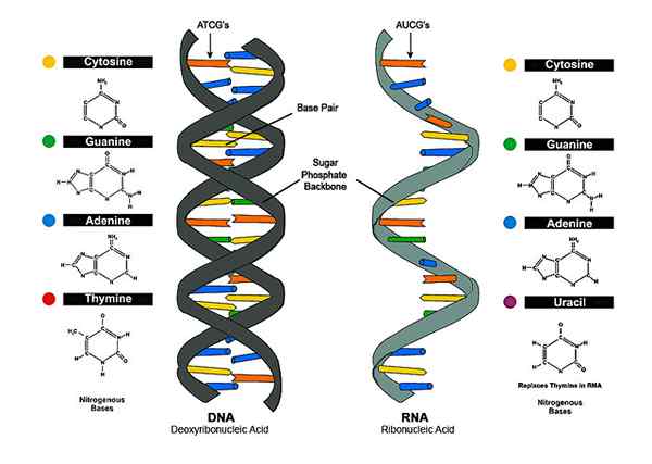 Différence entre l'acide désoxyribonucléique et l'acide ribonucléique