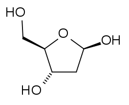 Différence entre le désoxyribose et le ribose