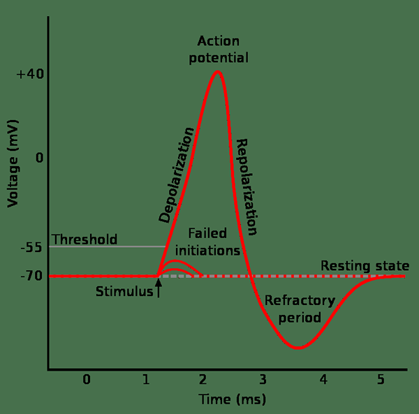 Diferencia entre la despolarización y la hiperpolarización