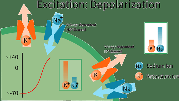 Perbezaan antara depolarization dan repolarization