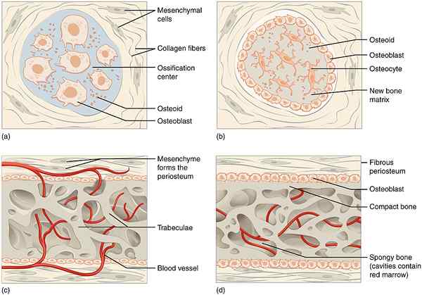 Différence entre l'ossification cutanée et endochondrale