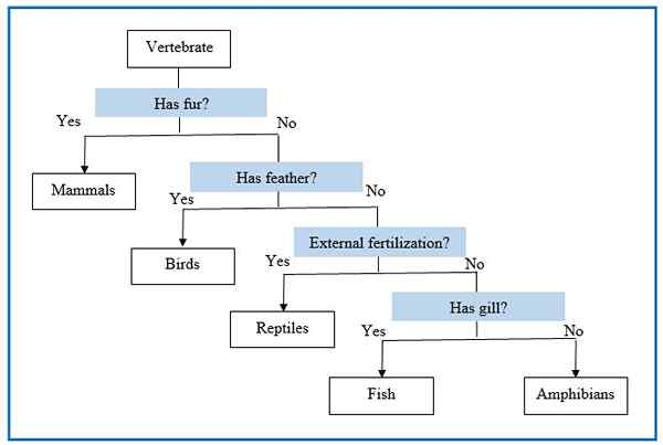 Unterschied zwischen dichotomen Schlüssel und taxonomischem Schlüssel