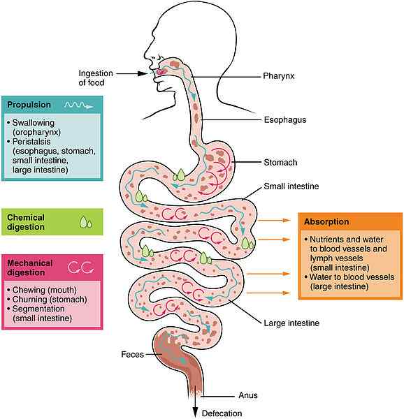 Diferencia entre digestión y absorción