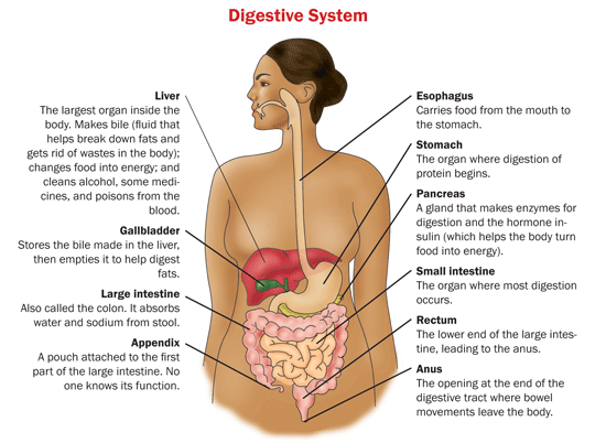 Diferencia entre la digestión en humanos y rumiantes
