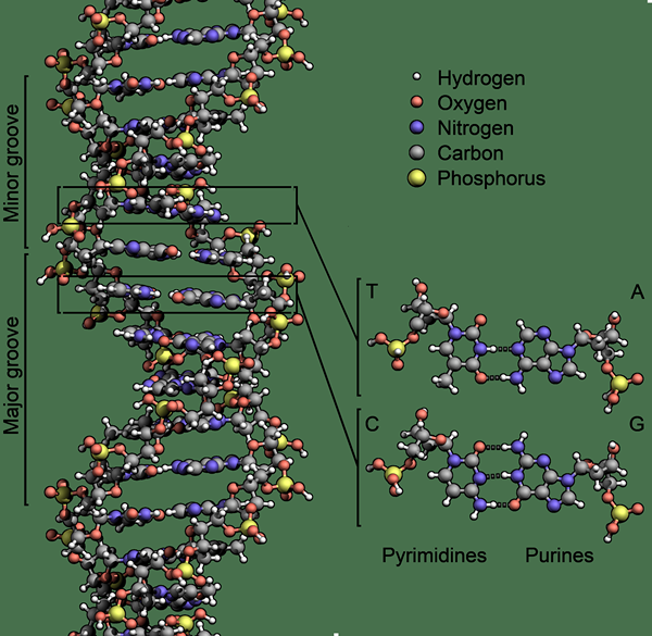 Diferencia entre el ADN y el ARNm