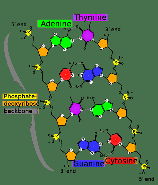 Diferencia entre el ADN y el nucleótido de ARN