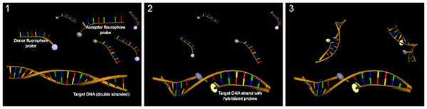 Perbezaan antara probe DNA dan RNA