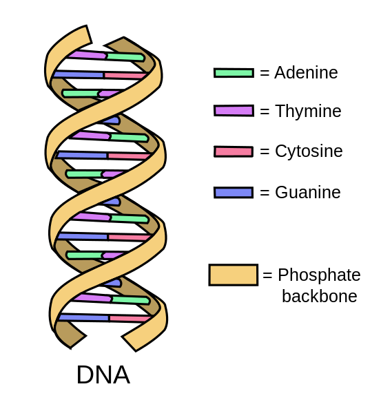 Unterschied zwischen DNA und RNA