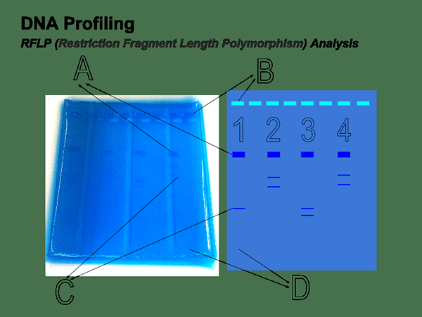 Perbezaan antara profil DNA dan penjujukan DNA