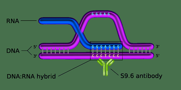 Perbedaan antara hibrida DNA-RNA dan dsDNA