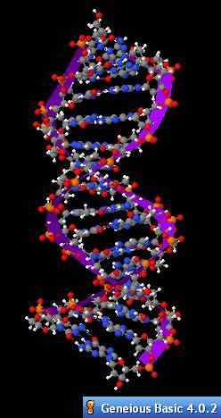 Perbezaan antara segmen DNA dan sentimorgans