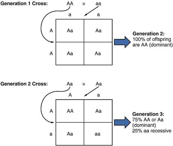 Diferencia entre el dominio y la epistasis