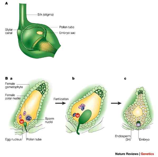 Diferencia entre la doble fertilización y la fusión triple