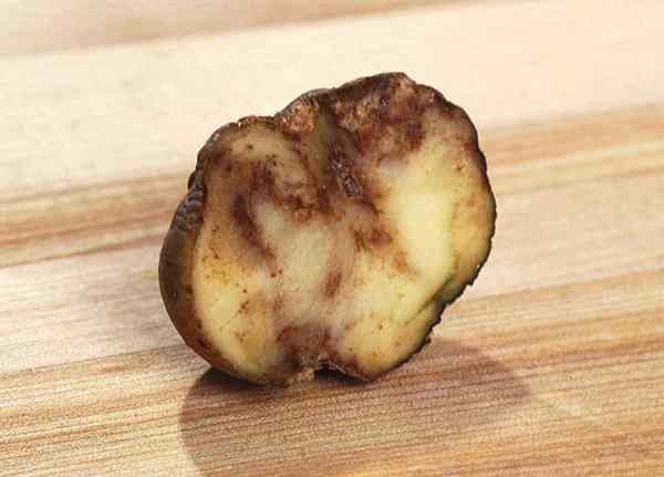 Unterschied zwischen frühem und spätem Kartoffelfehler