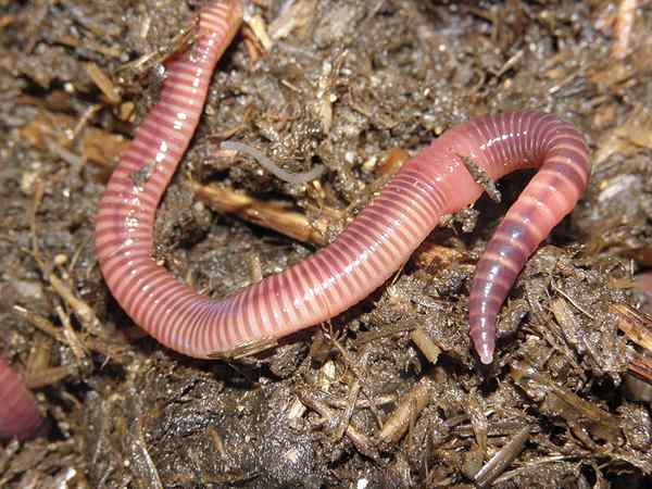 Diferencia entre lombrices de tierra y gusanos de compost