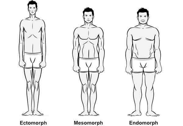 Diferencia entre ectomorfo mesomorfo y endomorfo