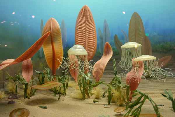 Unterschied zwischen Ediacaran Extinction und cambrianer Explosion