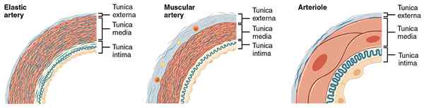 Diferencia entre las arterias elásticas y musculares