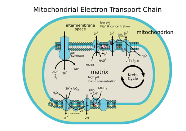 Unterschied zwischen der Elektronentransportkette in Mitochondrien und Chloroplasten