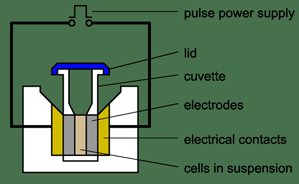 Diferencia entre electroporación y microinyección