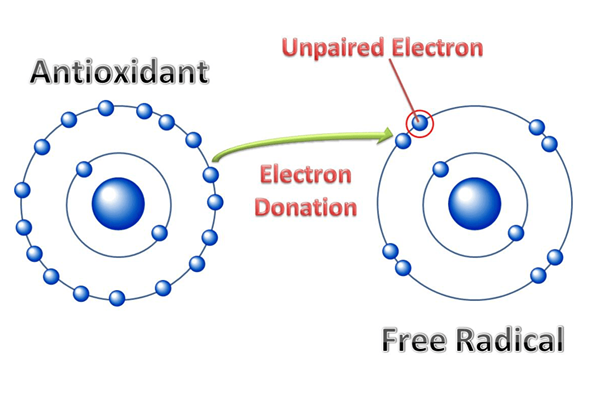 Unterschied zwischen elektropositiven und elektronegativen Radikalen