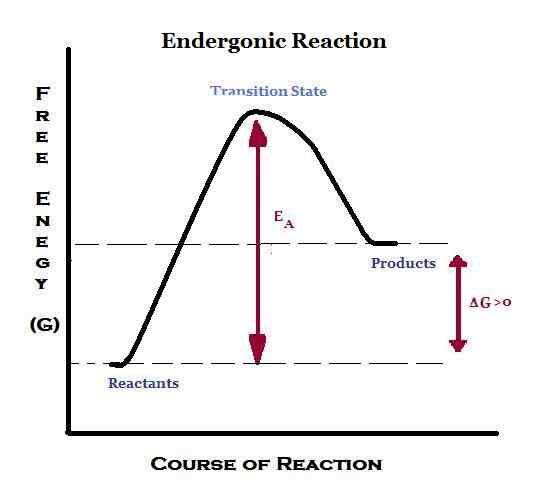 Diferencia entre endergónico y exergónico