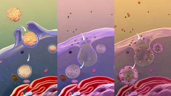 Différence entre l'endocytose et l'endoteduplication