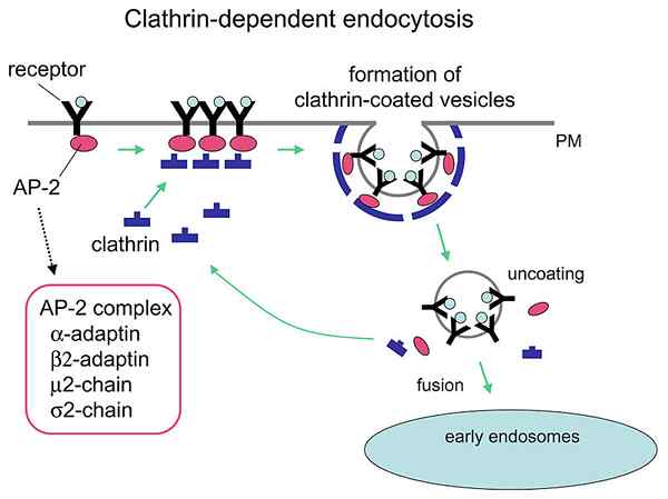 Perbedaan antara endositosis dan endositosis yang dimediasi reseptor