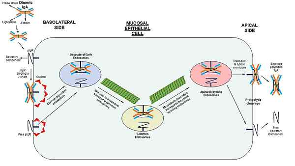 Unterschied zwischen Endozytose und Transzytose