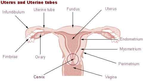 Perbezaan antara endometrium dan myometrium