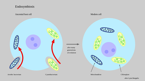 Diferencia entre endosimbiosis y simbiosis