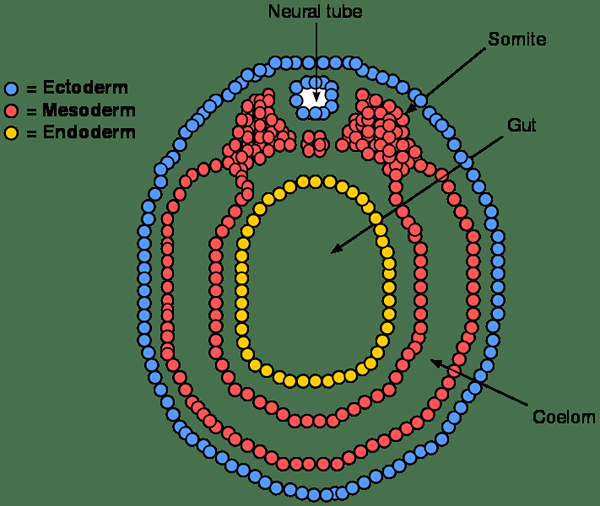 Unterschied zwischen Enterocoelom und Schizocoelom