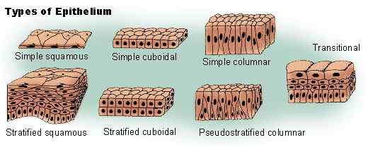 Différence entre l'épithélium et l'endothélium