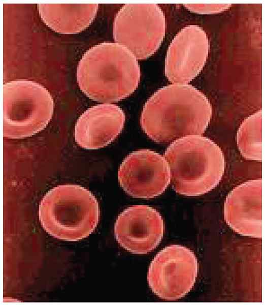 Perbezaan antara leukosit erythrocytes dan thrombocytes