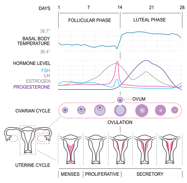 Diferencia entre el ciclo estro y menstrual