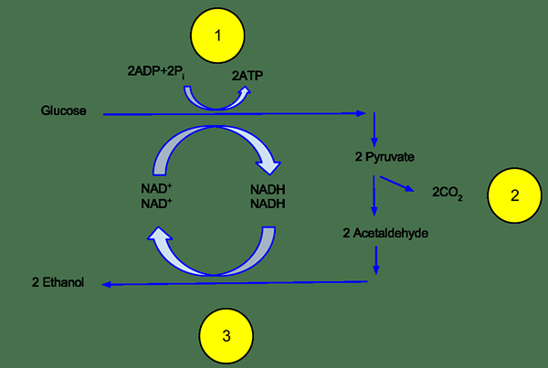 Différence entre la fermentation de l'éthanol et la fermentation de l'acide lactique