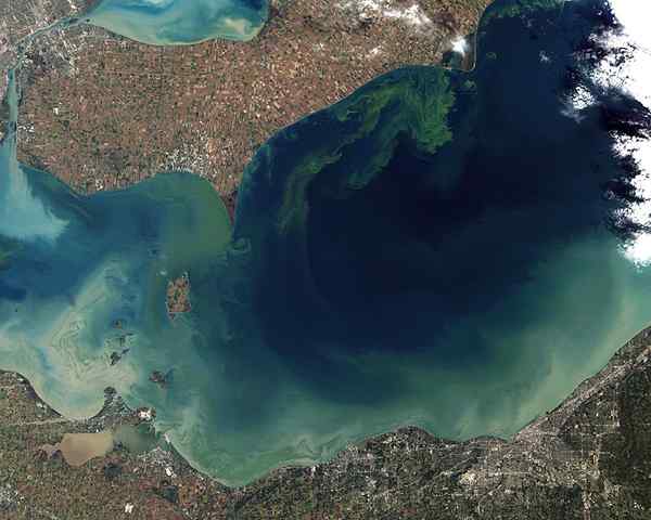Différence entre l'eutrophisation et la floraison des algues