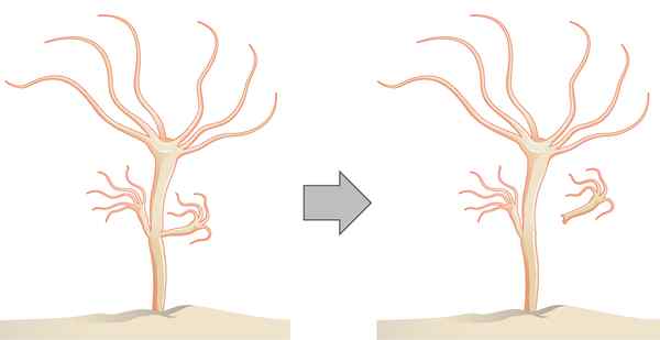 Unterschied zwischen exogenem und endogenem Knospen