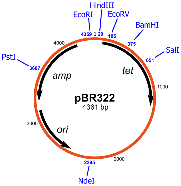 Diferencia entre el plásmido F y el plásmido R