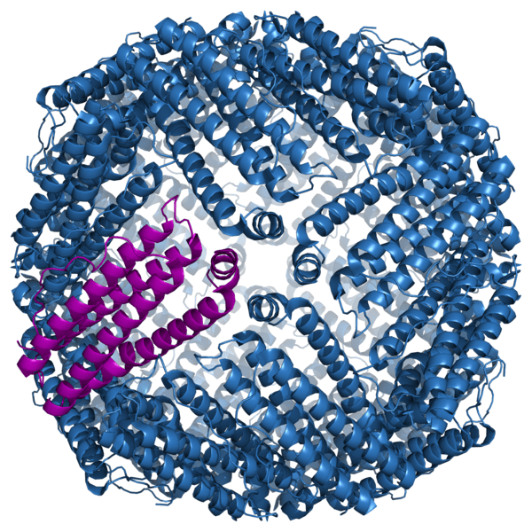 Unterschied zwischen Ferritin und Transferrin