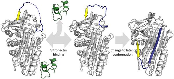 Unterschied zwischen Fibronektin und Vitronectin